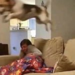 Quando alguém bate no portão e meu carro faz isso