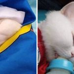 Quando minha mãe pergunta se eu vou dar neto para ela