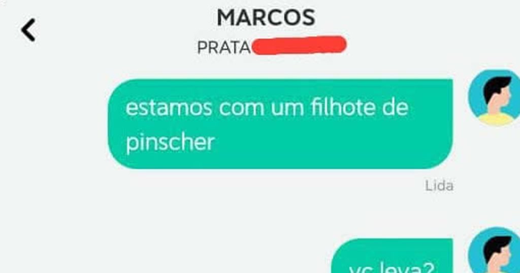 Filhotes de pinscher - Pequeno, atrevido e sempre no banco de trás Filhotes de pinscher – Pequeno, atrevido e sempre no banco de trás