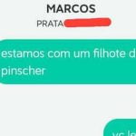 Filhotes de pinscher - Pequeno, atrevido e sempre no banco de trás