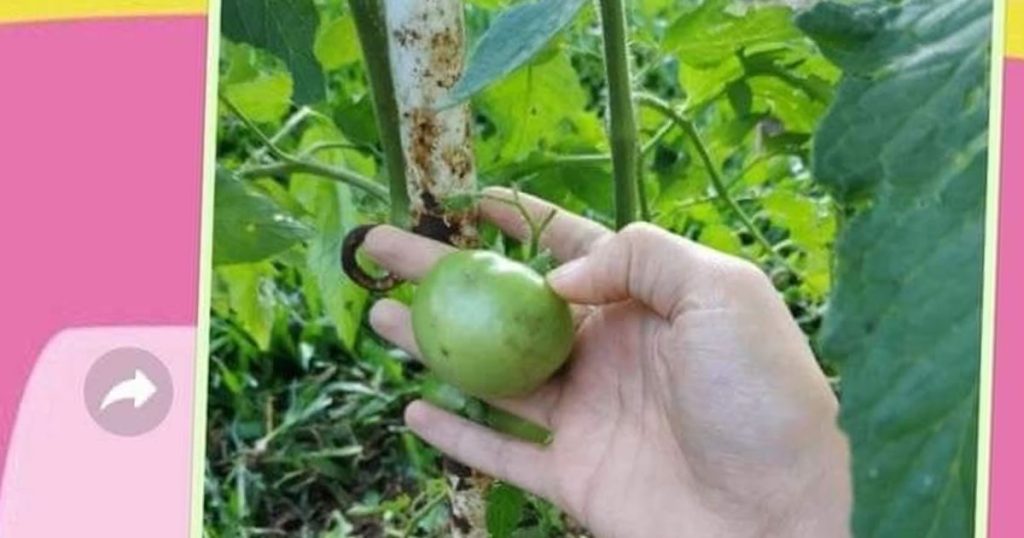 Quando sua mãe é sincera até demais