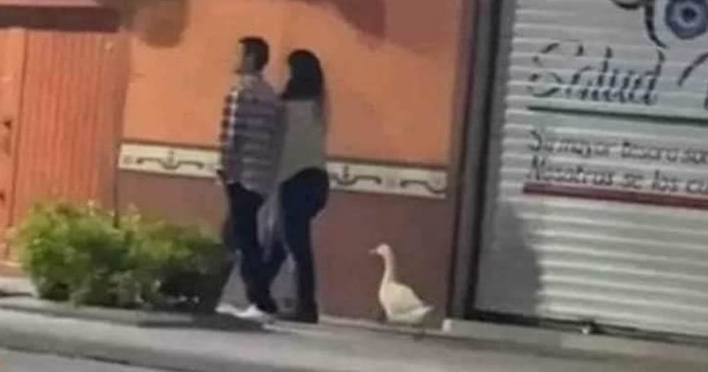 Aquele passeio com a namorada e o pato Aquele passeio com a namorada e o pato