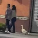 Aquele passeio com a namorada e o pato