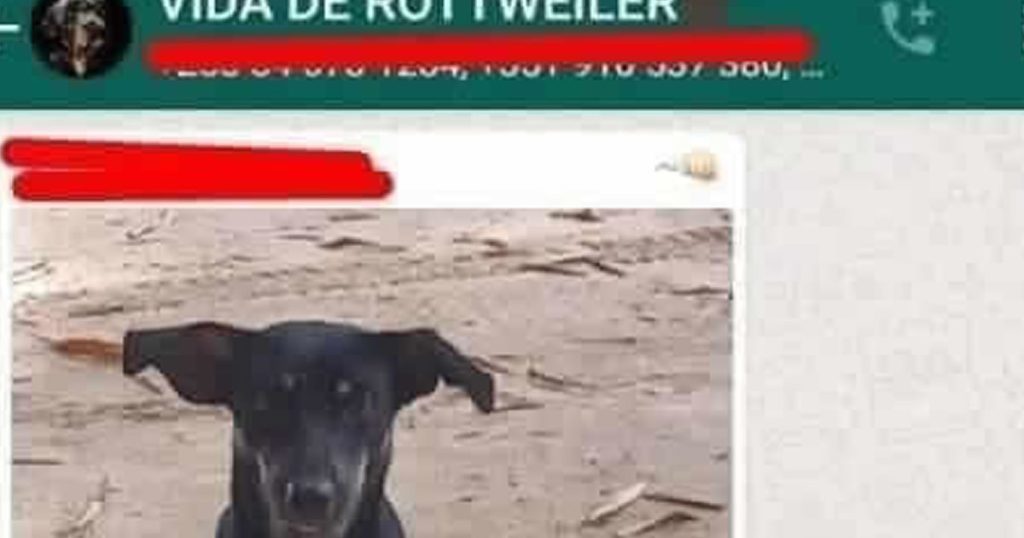 Esse Rottweiler é puro?