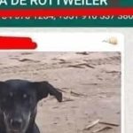 Esse Rottweiler é puro?