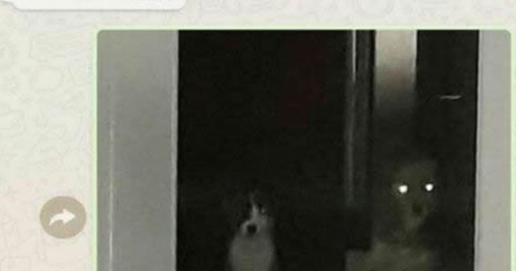 Os cachorros estão me olhando estranho Os cachorros estão me olhando estranho