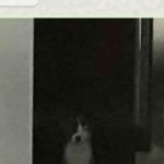 Os cachorros estão me olhando estranho