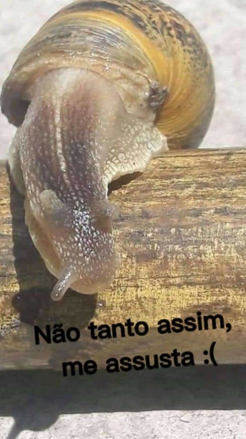 A razão pela qual você não deve matar um caracol