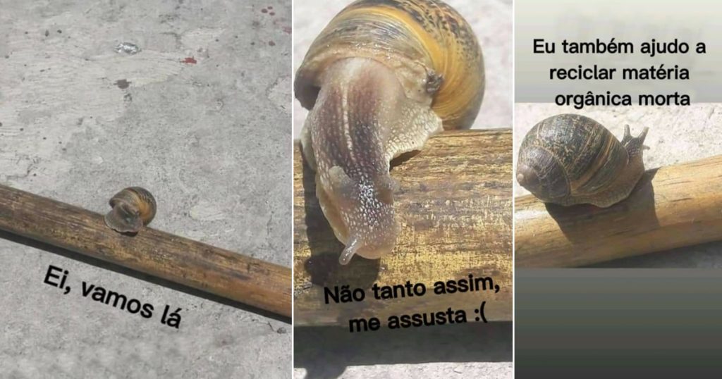 A razão pela qual você não deve matar um caracol A razão pela qual você não deve matar um caracol