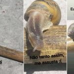 A razão pela qual você não deve matar um caracol