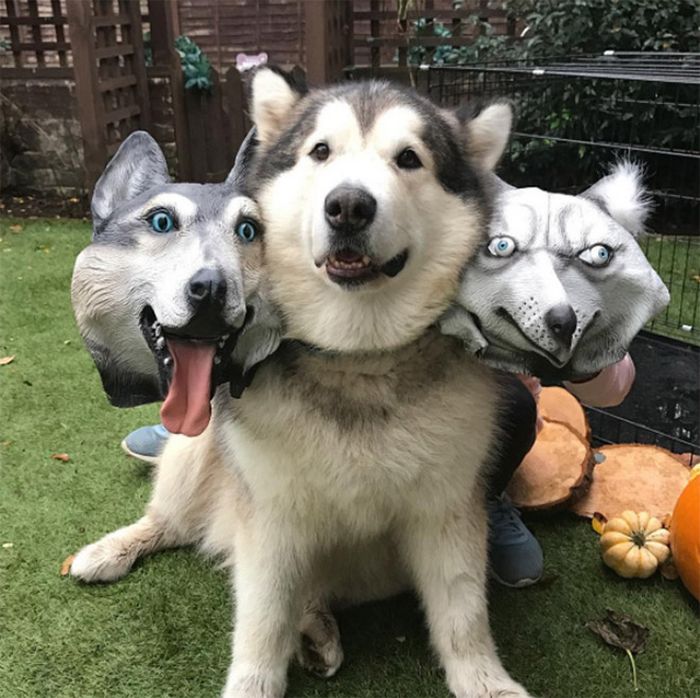 Fantasia de cachorro de três cabeças para o Halloween