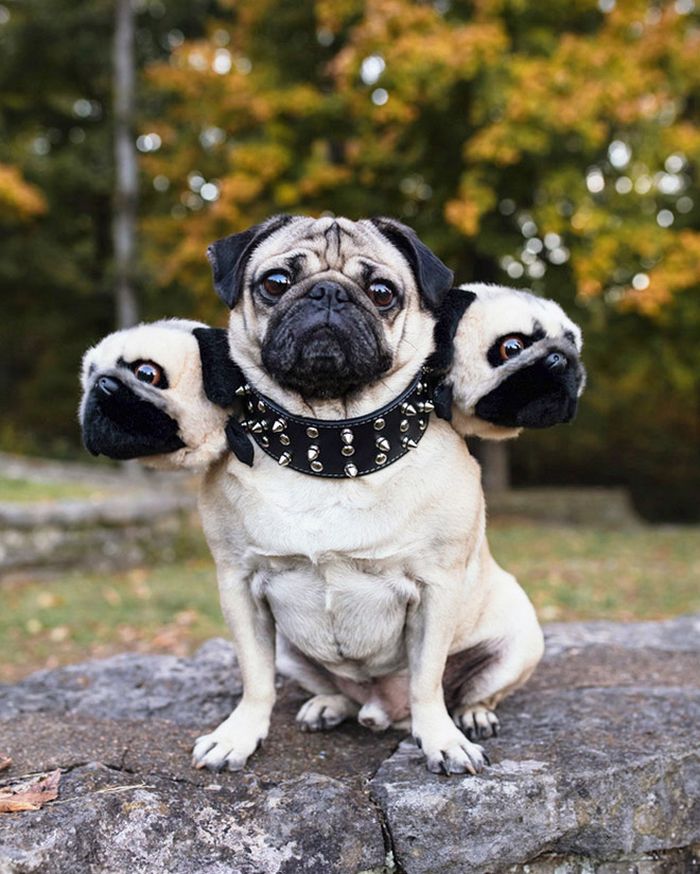 Fantasia de cachorro de três cabeças para o Halloween