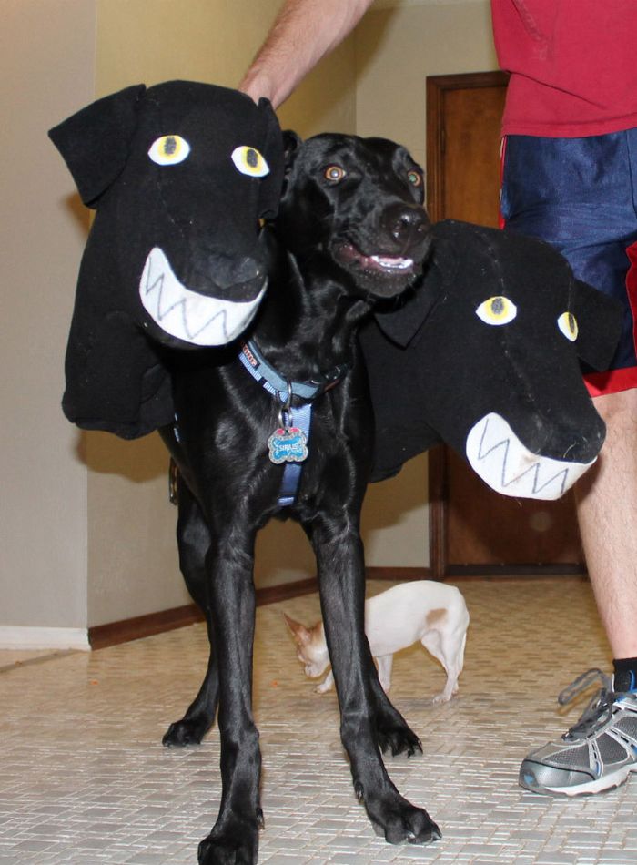 Fantasia de cachorro de três cabeças para o Halloween