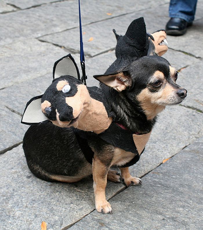 Fantasia de cachorro de três cabeças para o Halloween