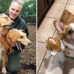 Fantasia de cachorro de três cabeças para o Halloween