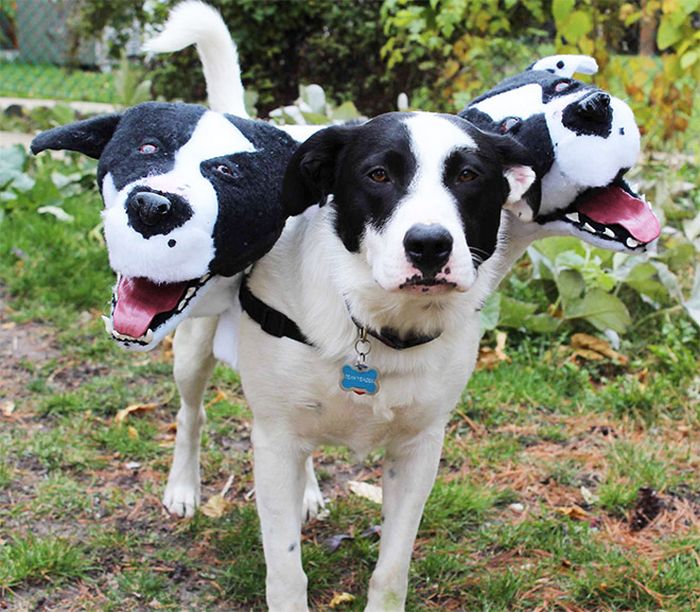 Fantasia de cachorro de três cabeças para o Halloween