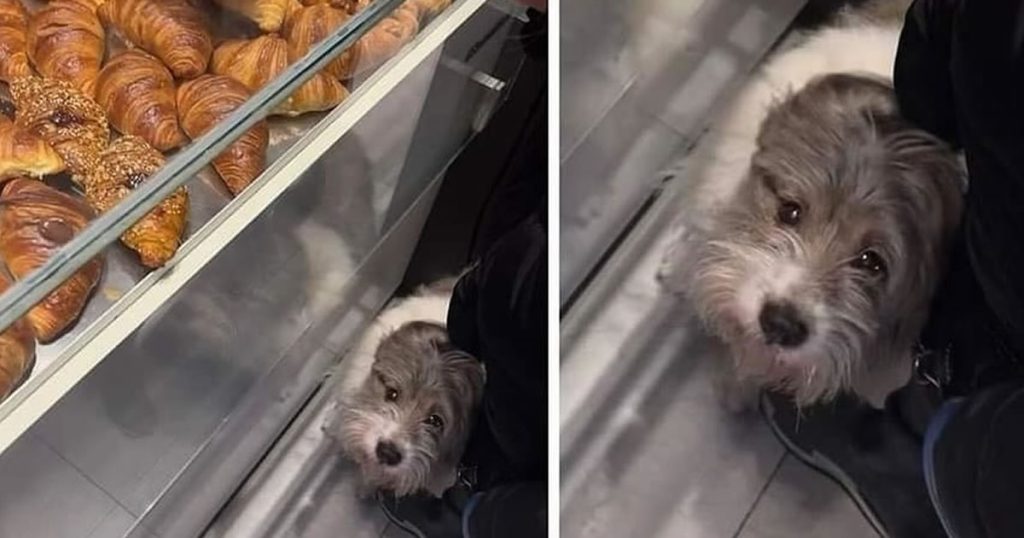 Uma história do cãozinho Brioche