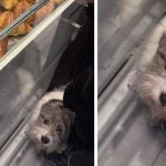 Uma história do cãozinho Brioche