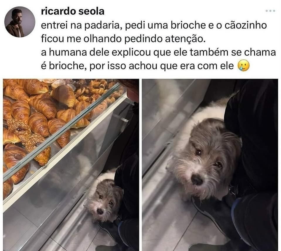 Uma história do cãozinho Brioche