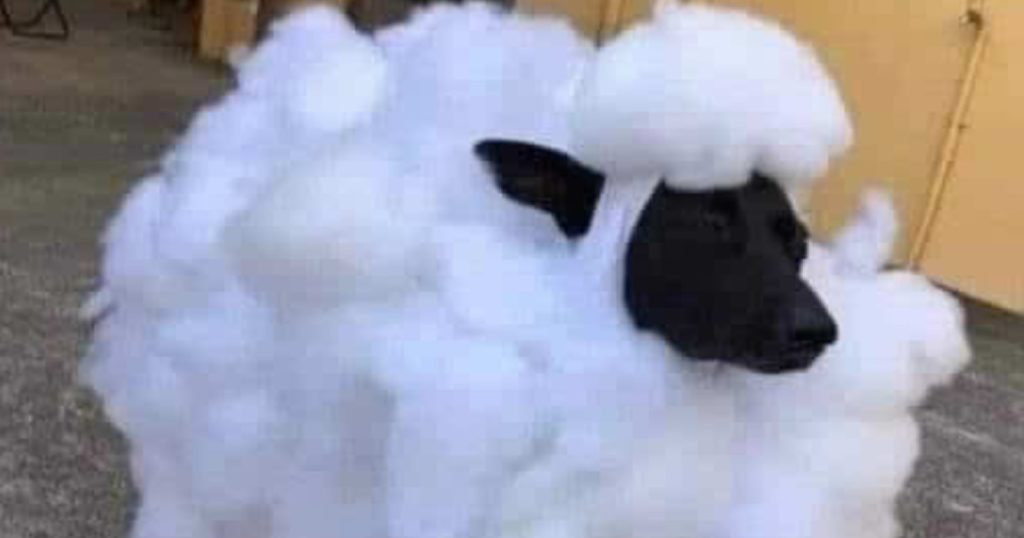 Um carneiro bilingue Um carneiro bilingue