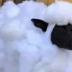 Um carneiro bilingue