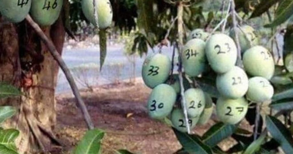 Pensa num vizinho desconfiado