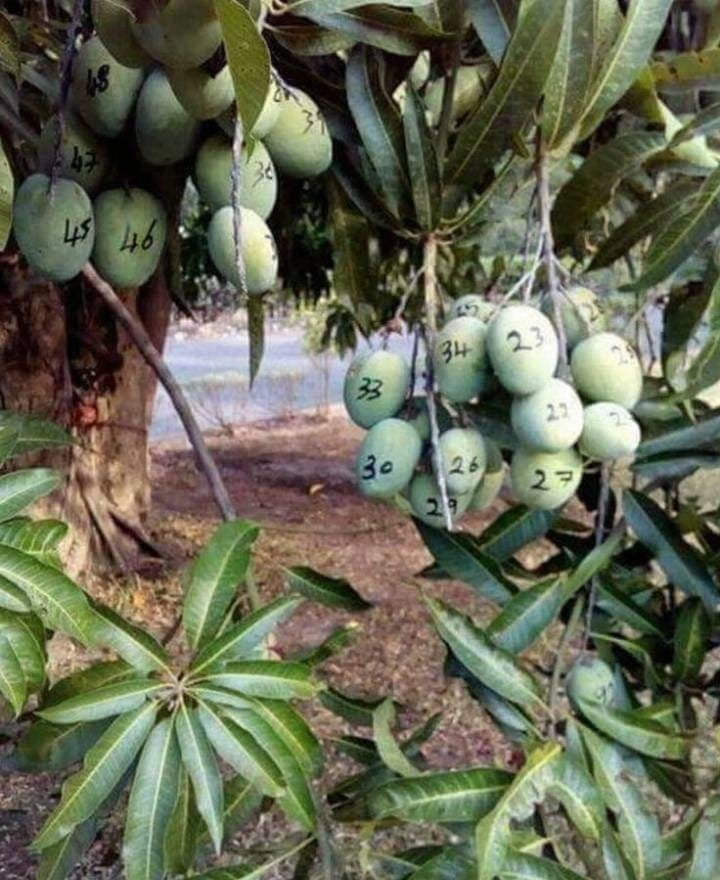 Pensa num vizinho desconfiado Pensa num vizinho desconfiado