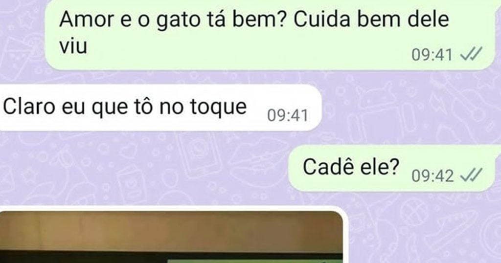Como cuidar de um gato