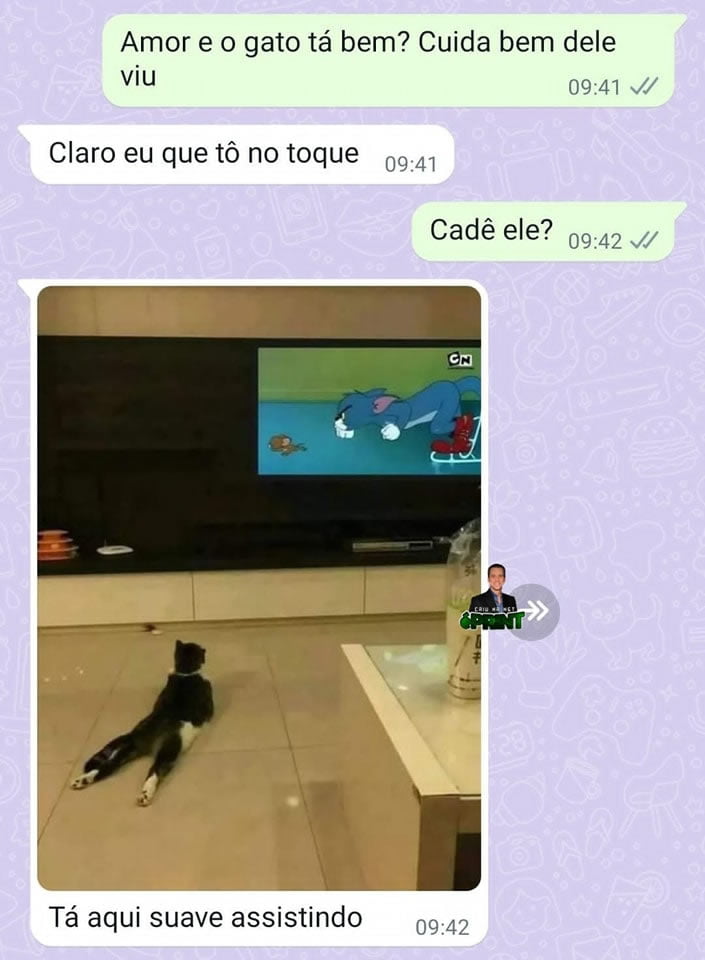Como cuidar de um gato Como cuidar de um gato