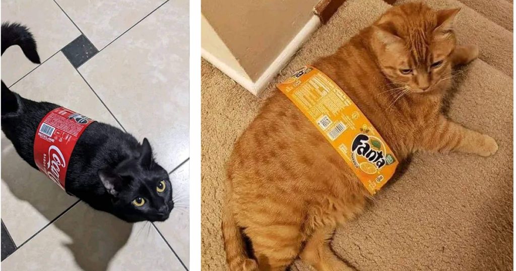 Qual você prefere: Gato Cola ou Gato Fanta