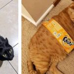 Qual você prefere: Gato Cola ou Gato Fanta