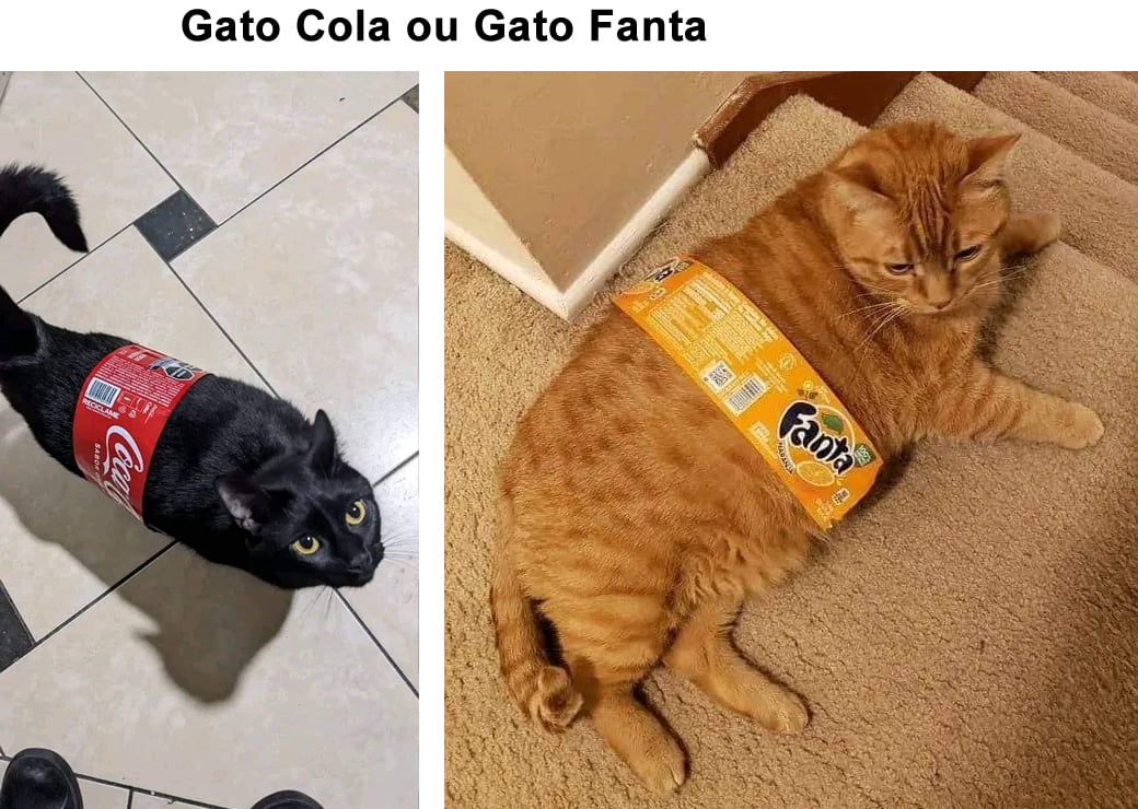 Qual você prefere: Gato Cola ou Gato Fanta Qual você prefere: Gato Cola ou Gato Fanta
