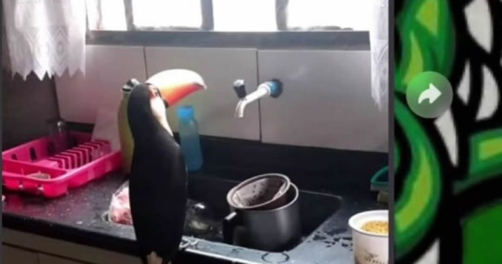 Quer trocar por um Tucano Quer trocar por um Tucano