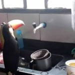 Quer trocar por um Tucano