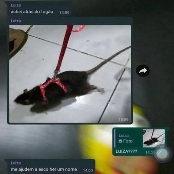 Um novo animal de estimação Um novo animal de estimação