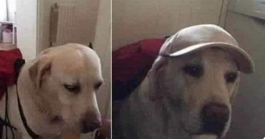 A vida de pai de pet divorciado A vida de pai de pet divorciado