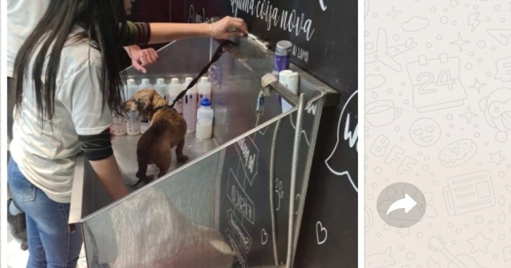 Nem precisou de focinheira