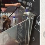 Nem precisou de focinheira