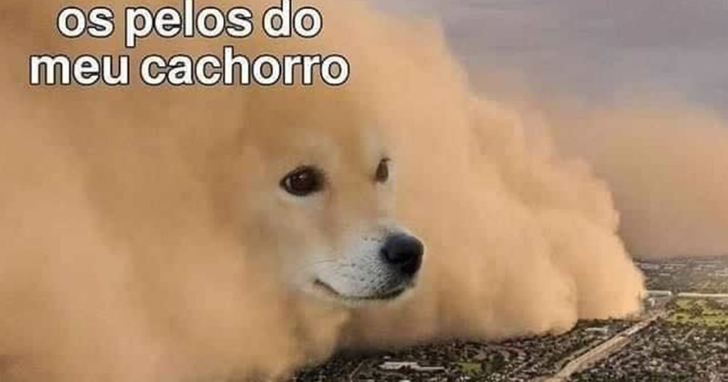 Os pelos do meu cachorro Os pelos do meu cachorro