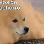 Os pelos do meu cachorro