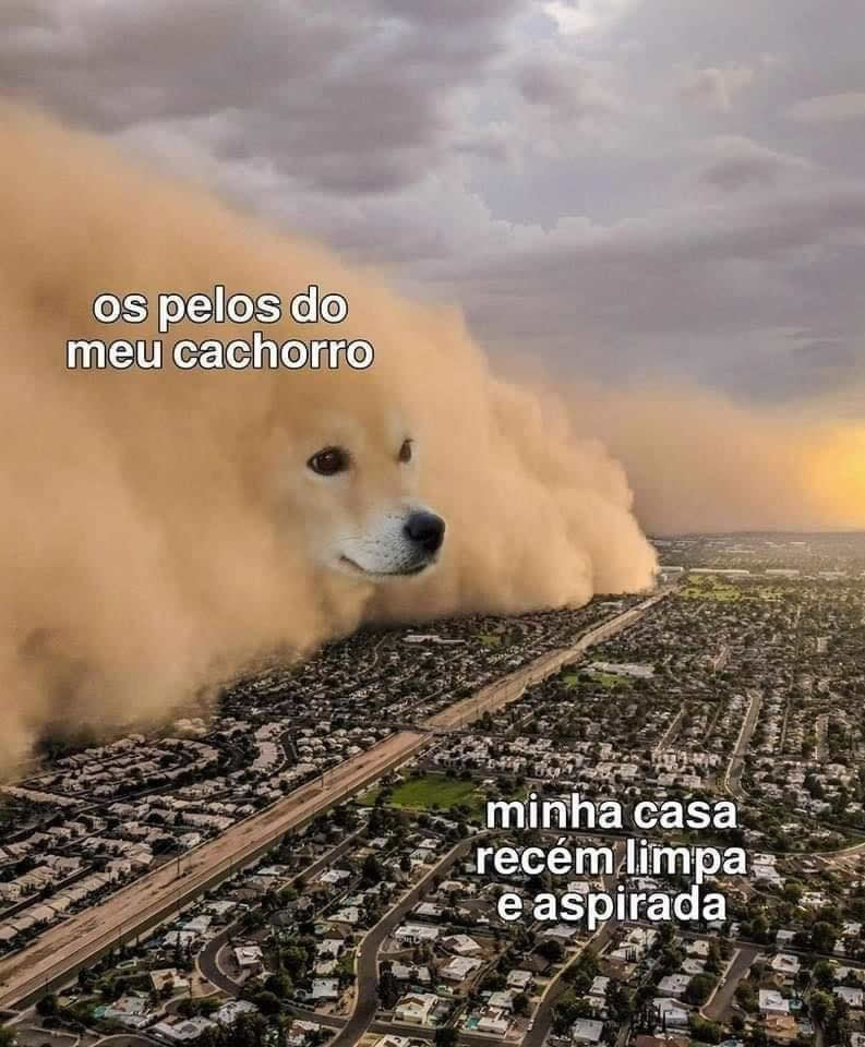 Os pelos do meu cachorro Os pelos do meu cachorro
