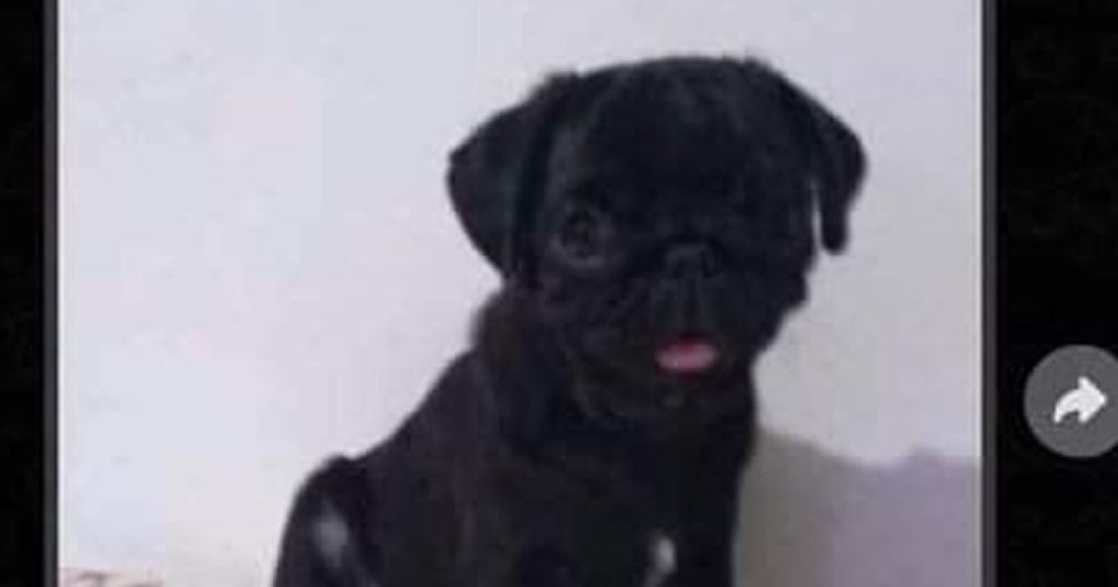 Uma novo tipo de raça de cachorro Uma novo tipo de raça de cachorro