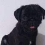 Uma novo tipo de raça de cachorro