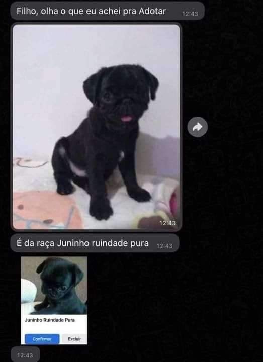 Uma novo tipo de raça de cachorro Uma novo tipo de raça de cachorro