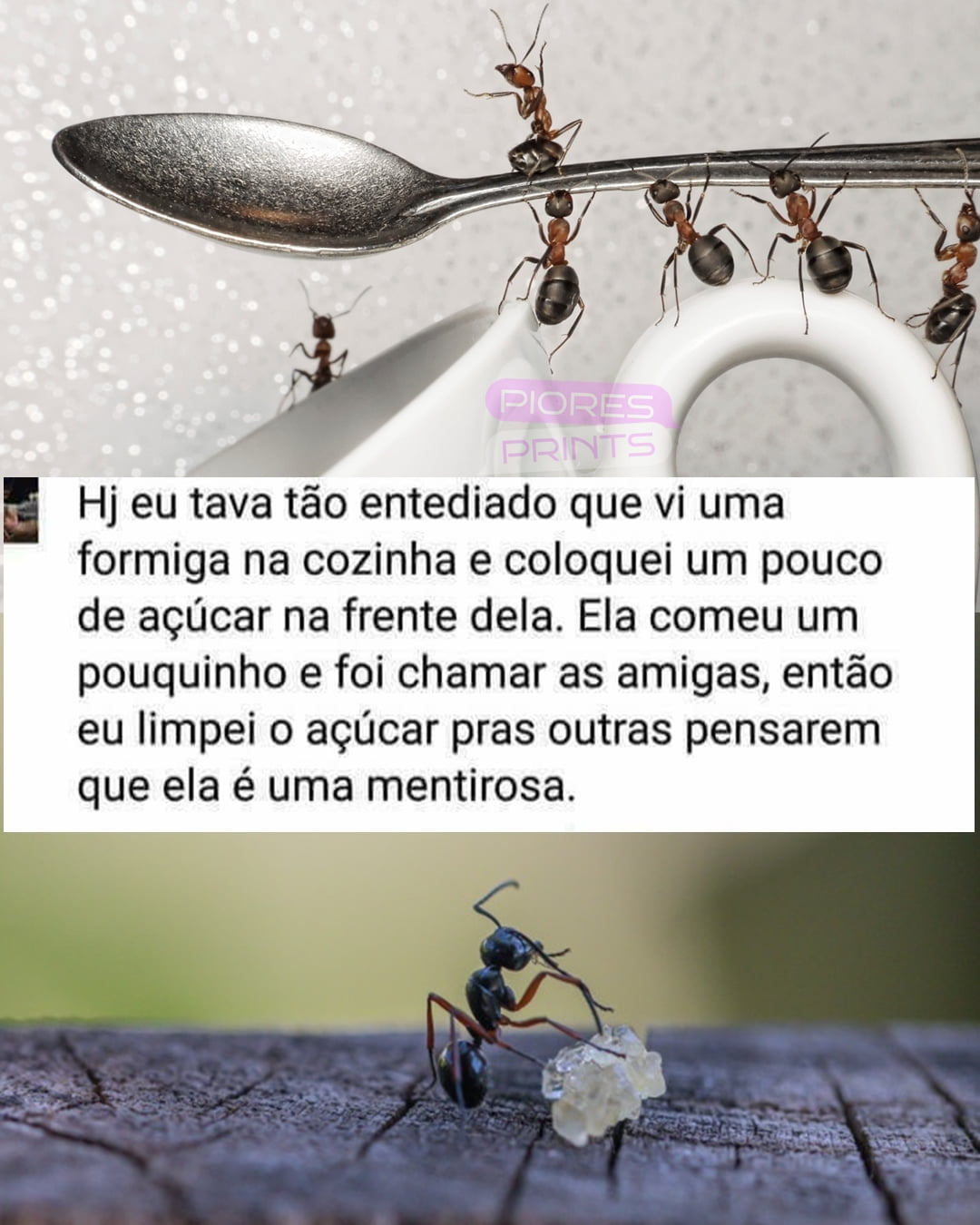 Formiga ou mentirosa? O grande debate do açúcar!