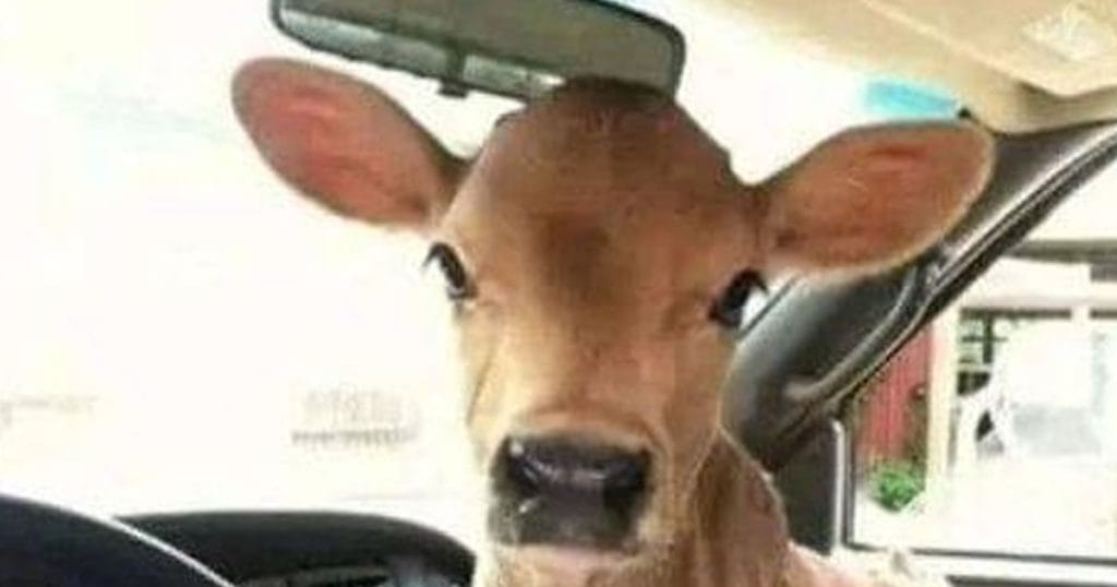 Cachaça e cãezinhos: O bezerro que salva o dia! Cachaça e cãezinhos: O bezerro que salva o dia!