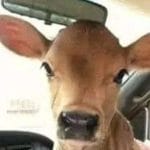 Cachaça e cãezinhos: O bezerro que salva o dia!