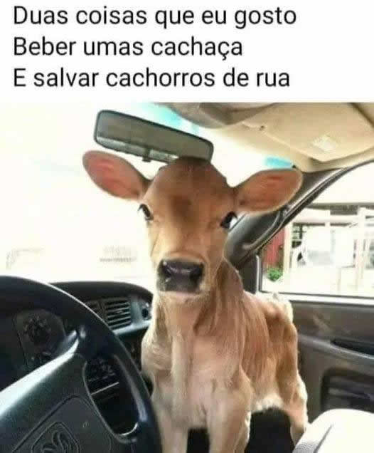 Cachaça e cãezinhos: O bezerro que salva o dia!