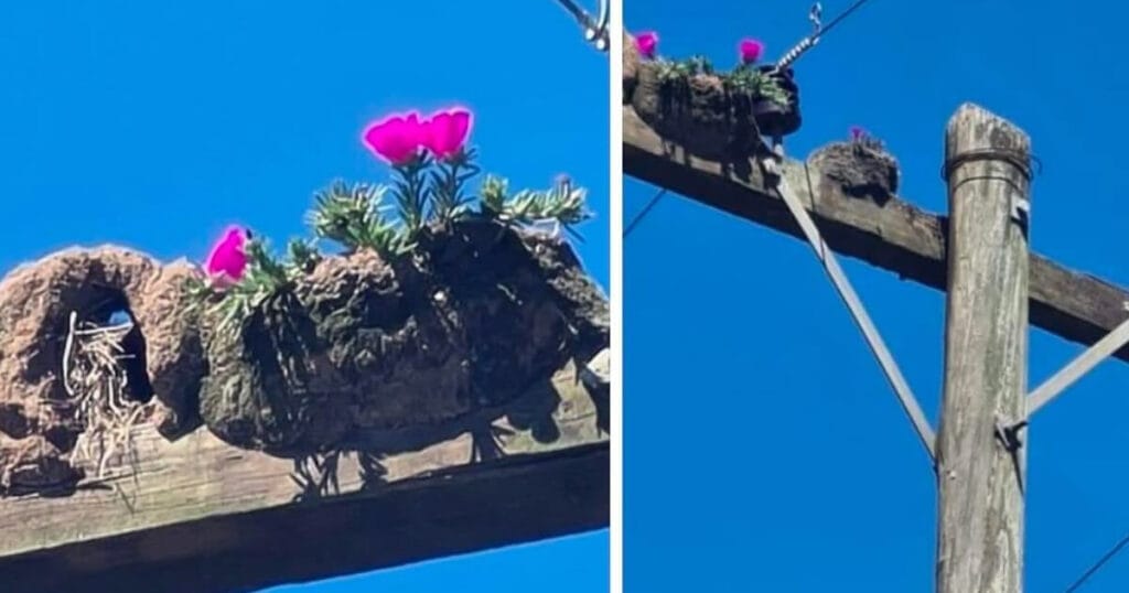 João de Barro: O jardineiro das alturas! João de Barro: O jardineiro das alturas!