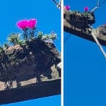 João de Barro: O jardineiro das alturas!